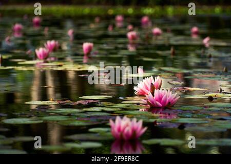 Le nénuphar rose fleurit sur l'eau fixe avec les feuilles vertes à proximité. Banque D'Images