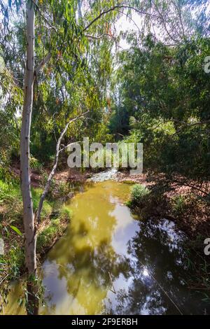 L'eau coule dans la rivière Yarkon entre de grands eucalyptus, près de Petah Tikva, Israël Banque D'Images