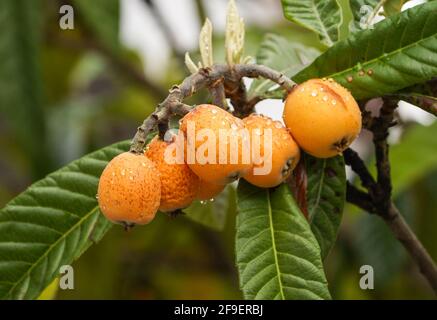 Fruit de l'arbre de Medlar ou de Nispero, loquat sur l'arbre, Espagne. Banque D'Images