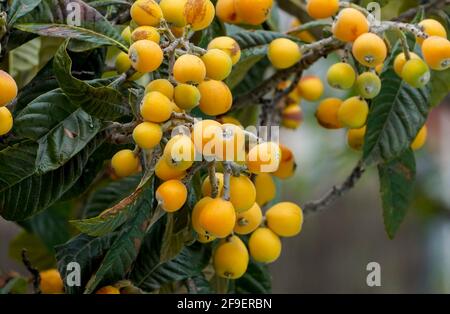 Fruit de l'arbre de Medlar ou de Nispero, loquat sur l'arbre, Espagne. Banque D'Images