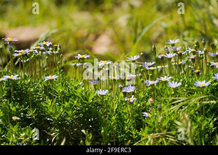 Felicia Marguerite (Felicia amelloides) dans un jardin. Banque D'Images