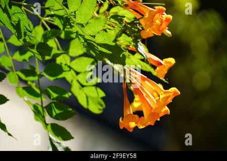 Pyrostegia venusta, également connu sous le nom de flameevine ou de trompettes orange, est une espèce végétale du genre Pyrostegia de la famille Bignoniaceae orig Banque D'Images