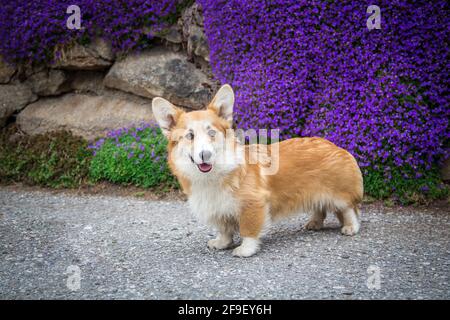 Chien galloise Corgi Pembroke femelle debout devant le violet fleurs Banque D'Images