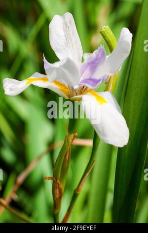 Dietes grandiflora (noms communs sont grandes wild iris, iris fées) origine, l'Afrique du Sud dans des jardins communs à travers le monde. Photographié en Israël en Fe Banque D'Images