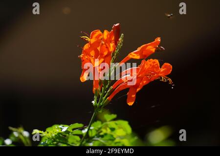 Pyrostegia venusta, également connu sous le nom de flameevine ou de trompettes orange, est une espèce végétale du genre Pyrostegia de la famille Bignoniaceae orig Banque D'Images