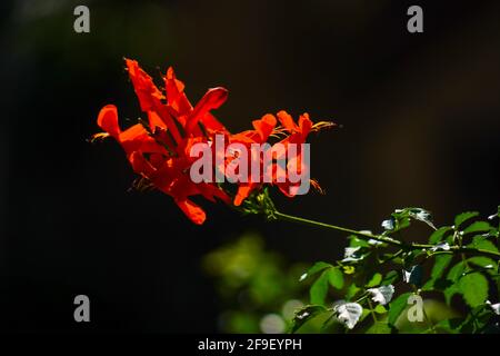 Pyrostegia venusta, également connu sous le nom de flameevine ou de trompettes orange, est une espèce végétale du genre Pyrostegia de la famille Bignoniaceae orig Banque D'Images