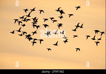 Shaup flock silhouette contre le ciel jaune Banque D'Images