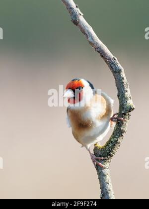 Un Goldfinch (Carduelis carduelis) perché sur une succursale de Big Pool Wood, une réserve Wildlife Trust à Gronant, au nord du pays de Galles. Banque D'Images