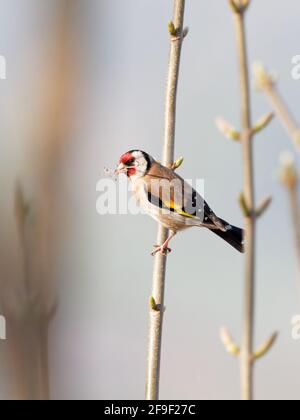 Un Goldfinch (Carduelis carduelis) avec une branche dans son bec perché sur une succursale à Big Pool Wood, une réserve Wildlife Trust à Gronant, au nord du pays de Galles. Banque D'Images