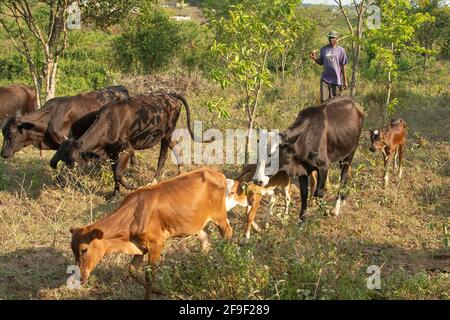 Dodoma, Tanzanie. 08-18-2019. Un fermier noir prend soin de son bétail, les emportant pour manger de l'herbe dans une campagne et être nourri sur un matin ensoleillé brillant dedans Banque D'Images