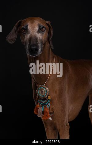 Un portrait d'un chien Azawakh une race africaine de chien ce qui est grand et mince Banque D'Images