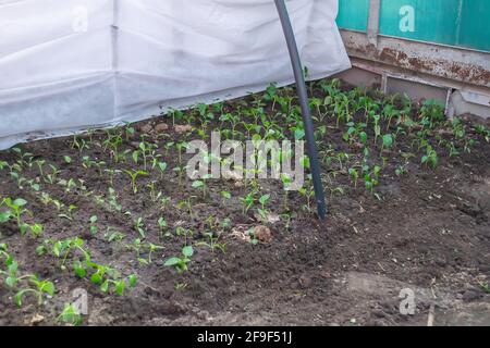 plants de poivron dans des boîtes en carton Banque D'Images