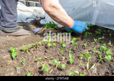 plants de poivron dans des boîtes en carton Banque D'Images