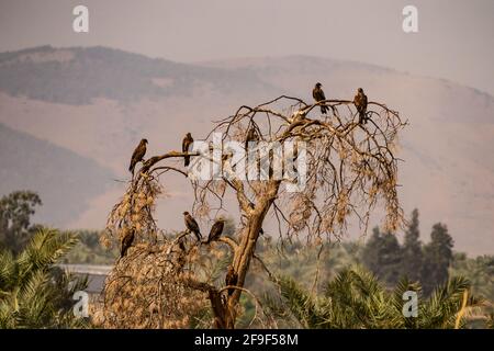 Cerf-volant noir (Milvus migrans) sur un sommet d'arbre photographié à la réserve naturelle de Hula Valley, Israël, en novembre Banque D'Images