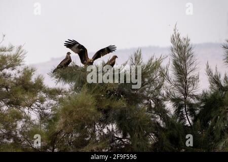 Cerf-volant noir (Milvus migrans) sur un sommet d'arbre photographié à la réserve naturelle de Hula Valley, Israël, en novembre Banque D'Images