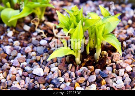 HostA ‘chemin de Cracker’ Banque D'Images