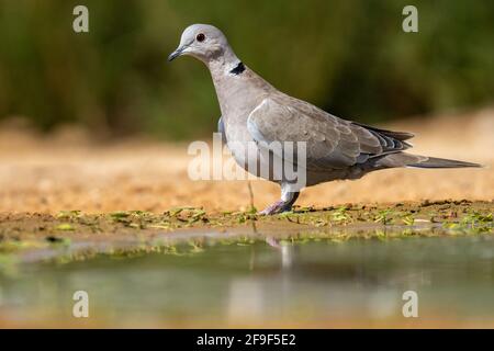Dove (Streptopelia decaocto) photographiée en Israël en septembre Banque D'Images