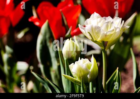 Magnifique exposition de tulipes ‘émerveillement de glace et feu d’Amour’ Banque D'Images