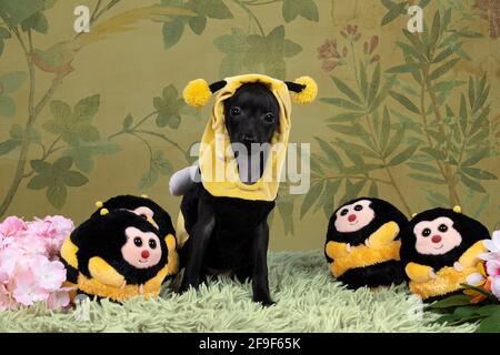 Un petit chien noir italien lévrier chiot habillé comme un abeille debout sur tout le corps contre un fond de fleur Banque D'Images