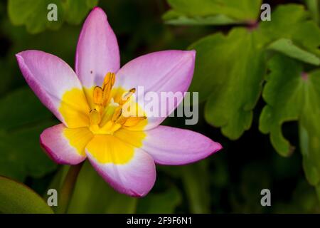 Tulipa saxatilis (bakeri) Groupe 'Lilac Wonder' Banque D'Images