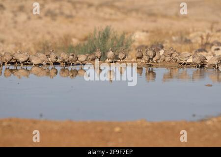 Les poussins d'une perdrix de sable (Ammoperdix heyi) est un oiseau de chasse de la famille des pheasants Phasianidae de l'ordre des Galliformes, oiseaux gallacés. Banque D'Images