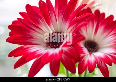 Fleur de Gerbera Banque D'Images