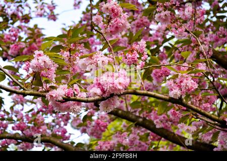 Cerisier rose en fleurs. Banque D'Images