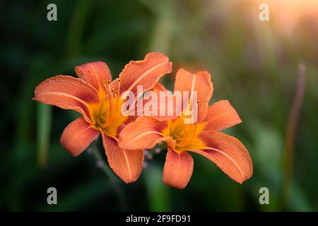 Belle fleur de nénuphars orange dans le jardin en été. Banque D'Images