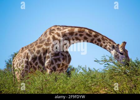 Cape, alias sud-africain, girafe ayant une collation dans le parc national Kruger. Le parc national Kruger d'Afrique du Sud est l'un des plus grands d'Afrique. Banque D'Images