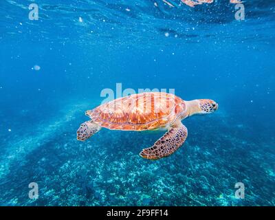 une tortue baignée dans l'eau dans la nature Banque D'Images