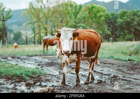 les vaches marchent sur le sol boueux parmi les flaques Banque D'Images