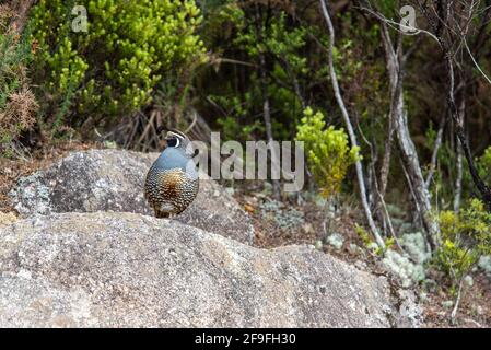 Oiseau de caille mâle de Californie posé sur un rocher dans le parc national d'Abel Tasman, Nouvelle-Zélande Banque D'Images