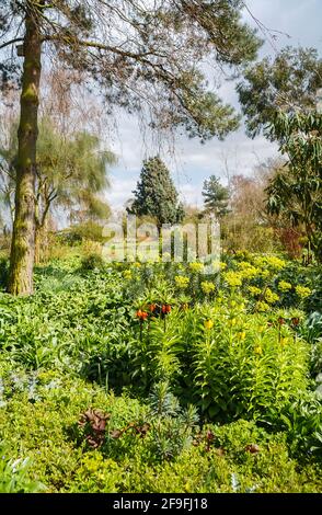 Les fritillaries impériales à couronne orange et jaune (Fritilaria imperarialis) fleurissent dans le jardin de Beth Chatto à Colchester, Essex, au printemps Banque D'Images