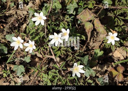 Anemone de bois (Anemone nemorosa) dans le bois de pierre, Shadoxhurst, Ashford, Kent, Angleterre, Royaume-Uni Banque D'Images