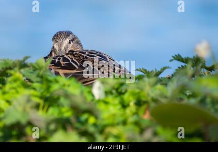 Femelle adulte (poule) Canard colvert (Anas platyrhynchos) reposant sur terre par eau au printemps dans West Sussex, Angleterre, Royaume-Uni. Banque D'Images