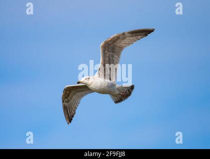 Le jeune Goéland argenté (Larus argentatus) vole contre le ciel bleu au printemps à West Sussex, Angleterre, Royaume-Uni. Mouette ou mouette en vol. Banque D'Images