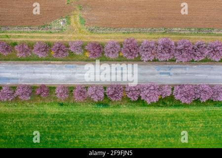 Berkenye, Hongrie - vue aérienne sur les magnifiques pruniers fleuris par la route. Paysage de lever de soleil de printemps, cerisiers en fleurs. Banque D'Images