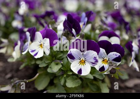 Gros plan d'un groupe de fines pansies violettes dans un lit à fleurs. Banque D'Images