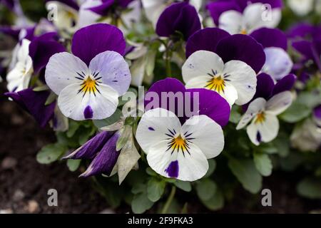 Gros plan d'un groupe de fines pansies violettes dans un lit à fleurs. Banque D'Images