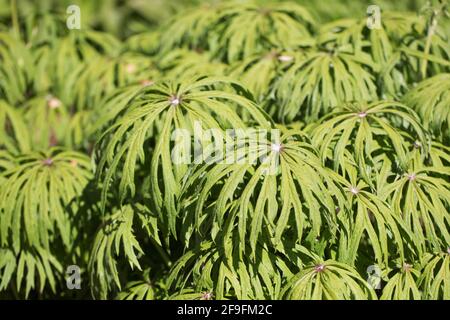 Syneilesis aconitifolia - plante de parapluie déchiquetée. Banque D'Images