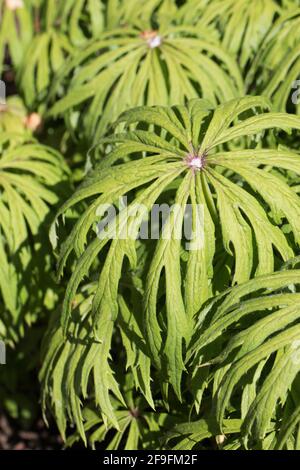 Syneilesis aconitifolia - plante de parapluie déchiquetée. Banque D'Images