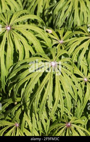 Syneilesis aconitifolia - plante de parapluie déchiquetée. Banque D'Images