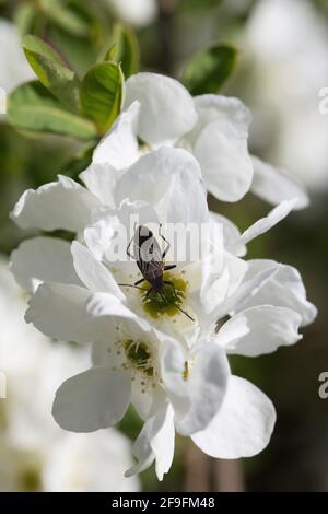 Exochorda x macrantha 'la Bode'. Banque D'Images