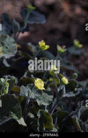 Saruma henryi, gingembre sauvage droit, floraison. Banque D'Images