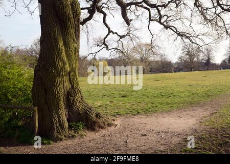 Un grand chêne à Abbey Fields, Kenilworth, Warwickshire, Angleterre, Royaume-Uni Banque D'Images