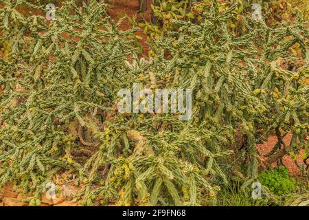 Plusieurs plantes de cactus Cylindropuntia imbricata du désert du Mexique sans fleurs en automne. Planté dans le jardin botanique sur un sol pierreux Banque D'Images