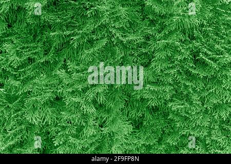 Thuja branches comme un arrière-plan abstrait. Banque D'Images