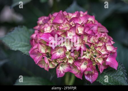 Gros plan de la belle fleur d'hortensia rose sur fond vert Banque D'Images