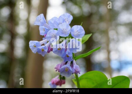 Gros plan de la fleur des Bluebells de Virginie à pleine floraison Au printemps Banque D'Images