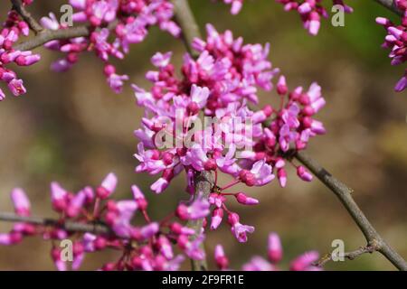 De petites fleurs d'arbres de Redbud de l'est à pleine fleur dedans Le ressort Banque D'Images